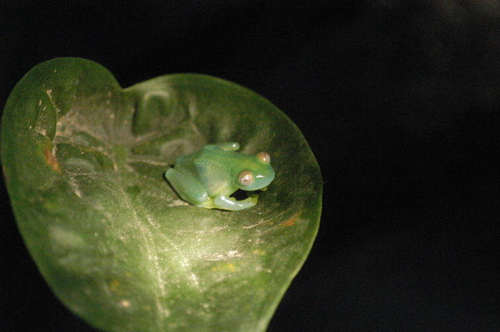 frogs005