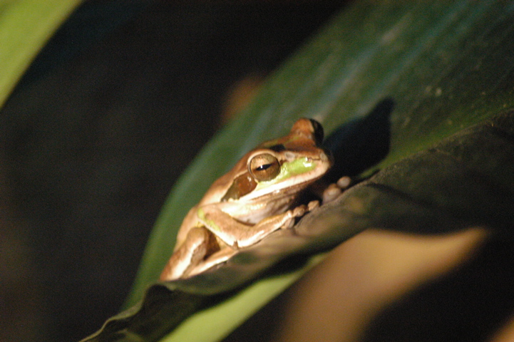 frogs010