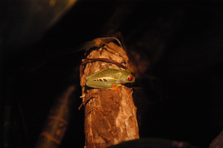 frogs027