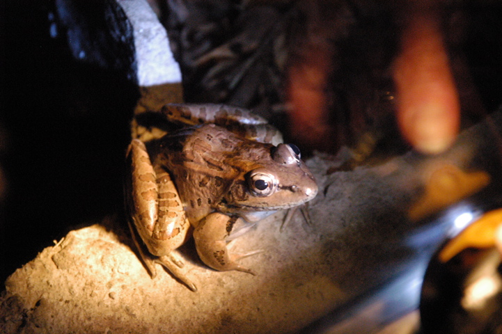 frogs030
