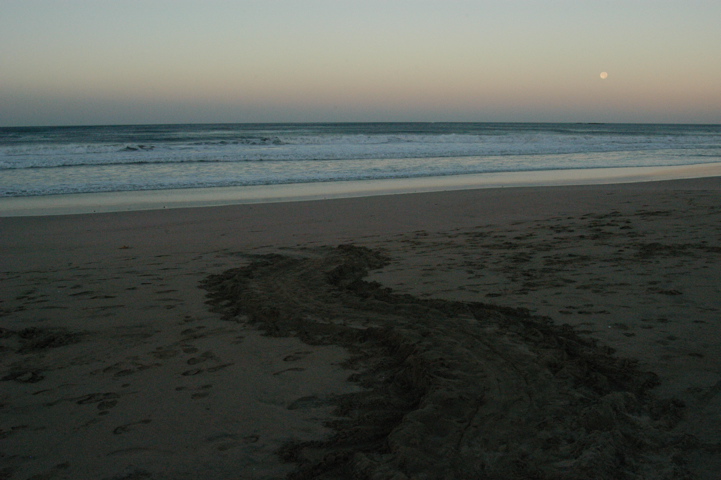 turtleTracks003