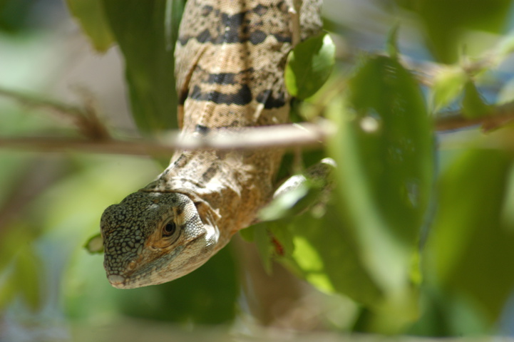 iguana006
