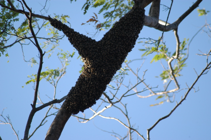 bees