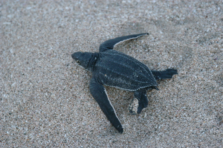 leatherback001