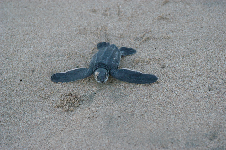 leatherback003