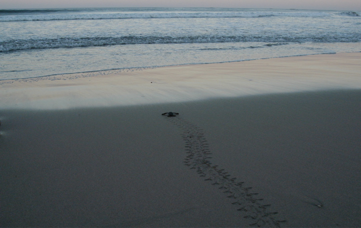 leatherback007