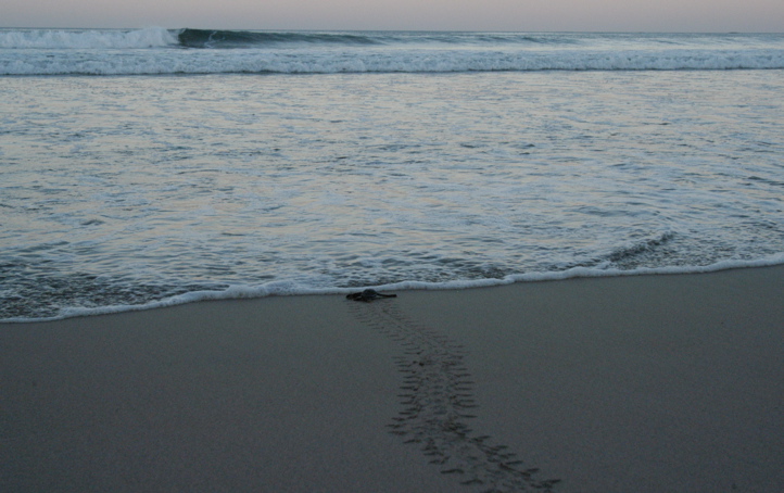 leatherback008