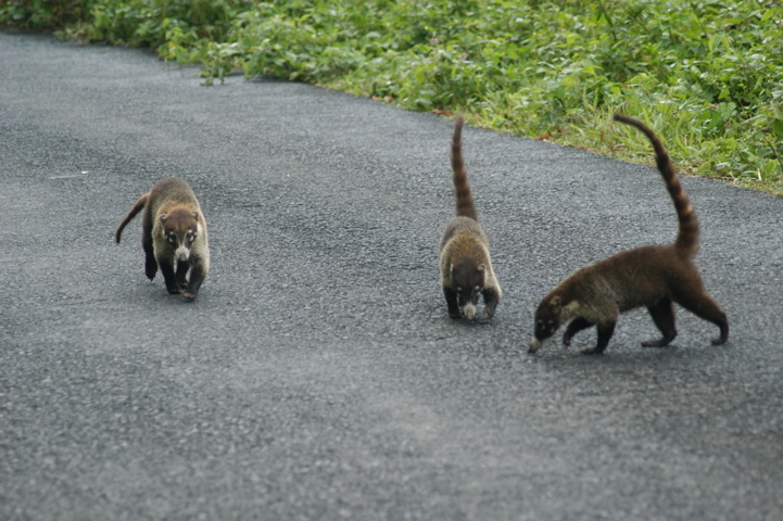 coati002