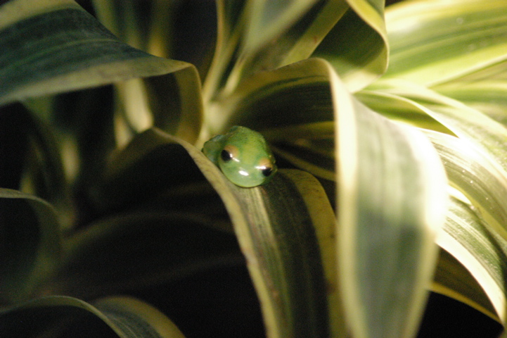 frogs006