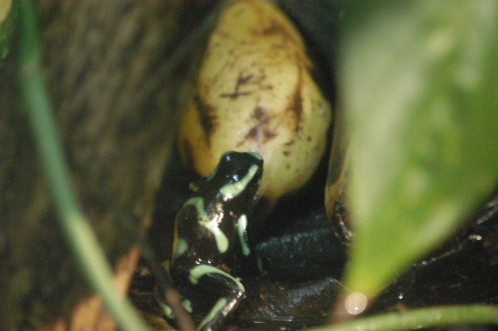 frogs004
