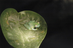 frogs005