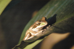 frogs010