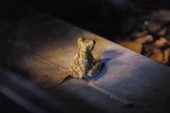 frogs021