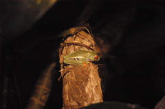 frogs027