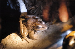 frogs030