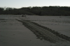turtleTracks001