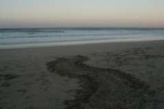 turtleTracks003