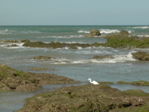 tidepool02