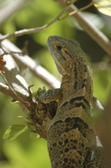 iguana003