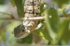 iguana006