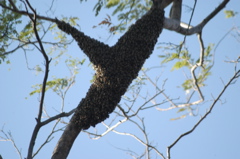 bees