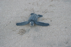 leatherback003