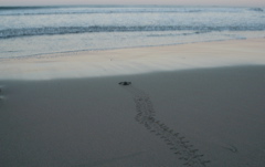 leatherback007