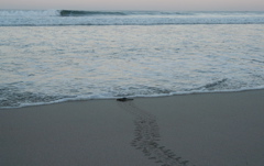 leatherback008
