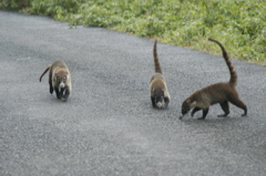 coati002