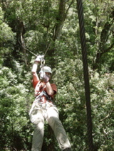 canopy06