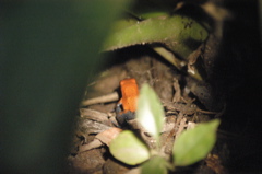 frogs001